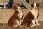 gordon et sa soeur - Berger Australien Mâle (2 ans)