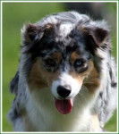 Slipp - Berger Australien Mâle