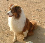 belle , maman de choupie,lilou,et coca - Berger Australien