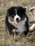 Idaho chiot - Berger Australien (3 mois)