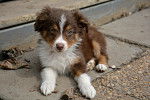 Skye - Berger Australien (2 mois)