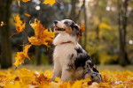 Un jeune Berger Australien sous les feuilles d'automne