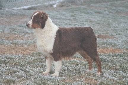 mere de gordon - Berger Australien Mâle (4 ans)
