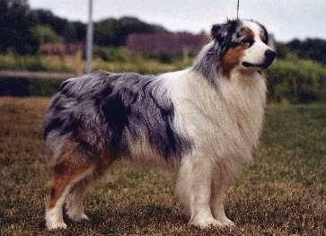 pere de gordon - Berger Australien Mâle (4 ans)