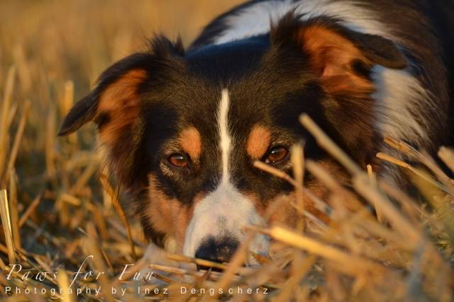 Amy - Berger Australien (2 ans)