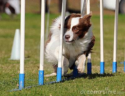 Gordon - Berger Australien Mâle (3 ans)