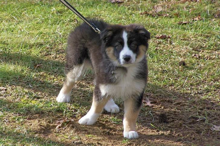 Lola - Berger Australien (6 ans)