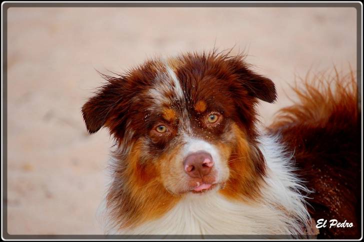 Crack - Berger Australien Mâle (5 ans)
