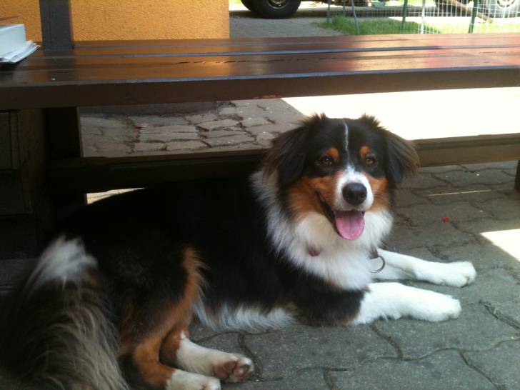 Jimmy - Berger Australien Mâle (2 ans)