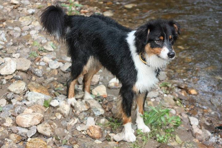Josi - Berger Australien (4 mois)