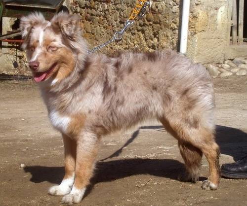Wipie - Berger Australien (5 ans)