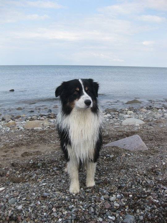 Flash - Berger Australien Mâle (6 ans)