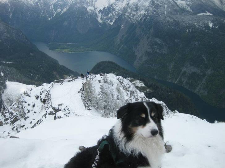 Flash - Berger Australien Mâle (7 ans)