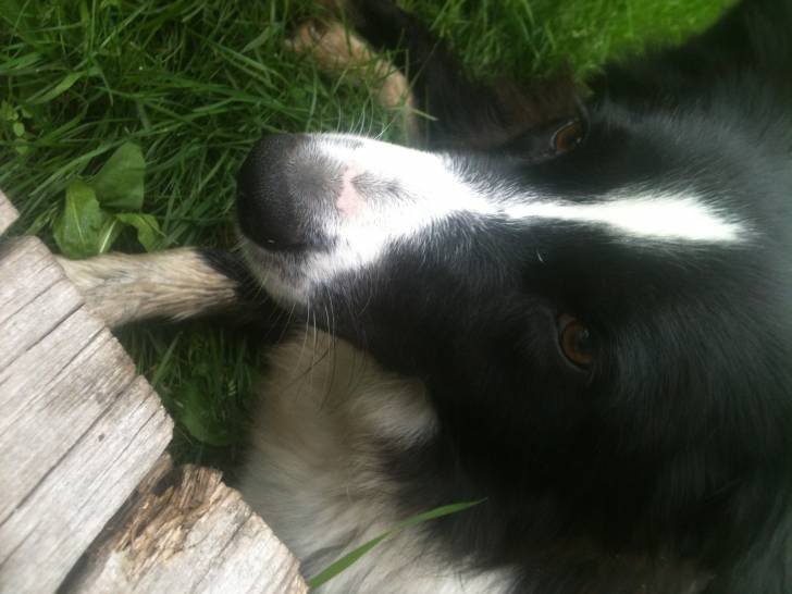 Alaska - Berger Australien (3 ans)