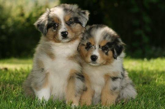 choupie et lilou - Berger Australien