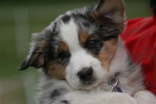 choupie - Berger Australien