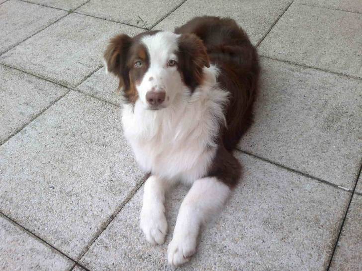 Hibanez Red Honey des Anges de Crystal - Berger Australien Mâle (7 mois)