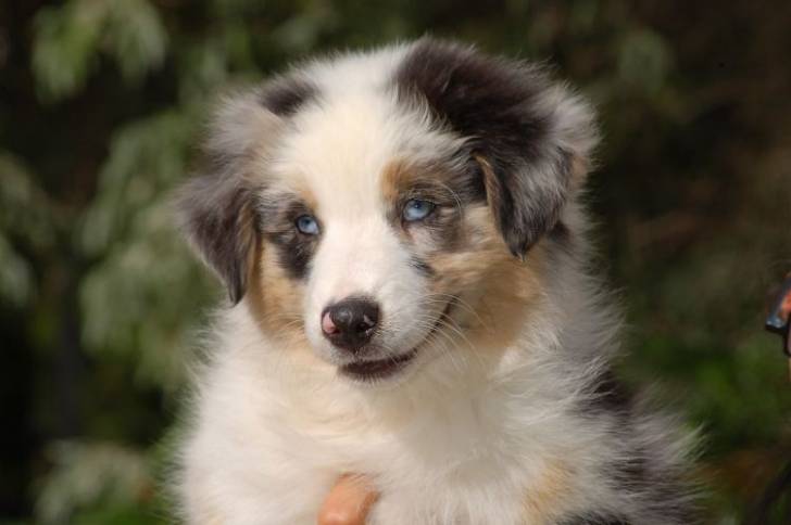 Lune - Berger Australien (7 mois)
