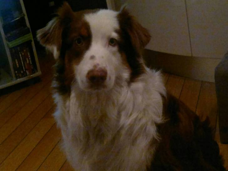 Hibanez Red Honey des Anges de Crystal - Berger Australien Mâle (8 mois)