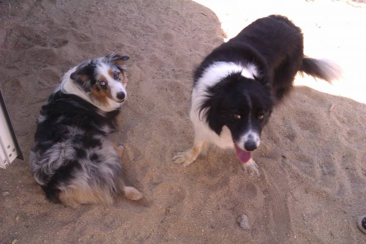 Rein & Best Buddy! - Berger Australien (2 ans)