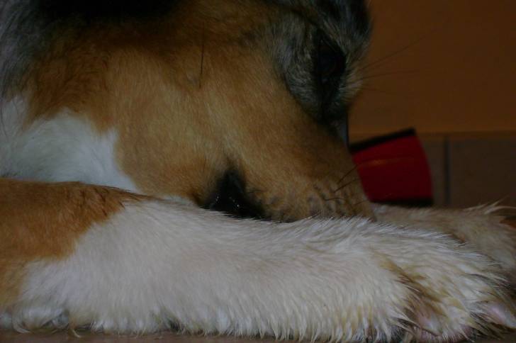 vixie - Berger Australien