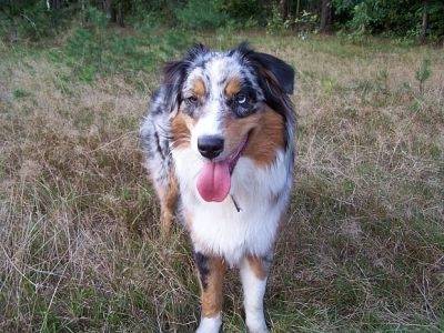 Tori - Berger Australien (3 ans)