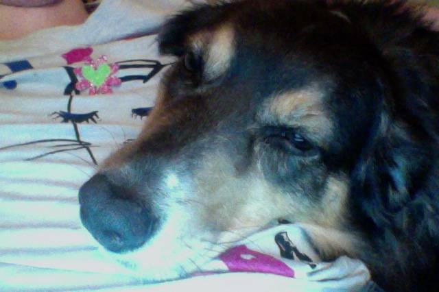 Mia - Berger Australien (5 ans)