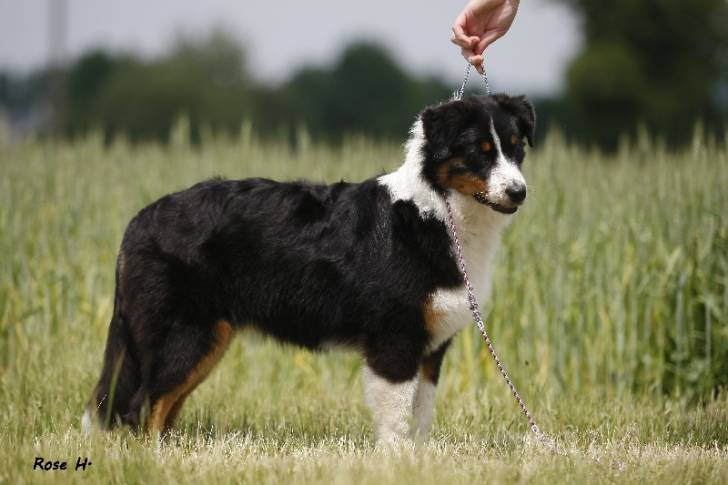 Idaho qui pose - Berger Australien (7 mois)