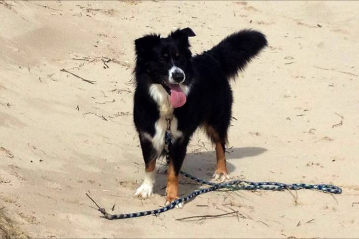 Farah Sur la plage - Berger Australien (4 ans)