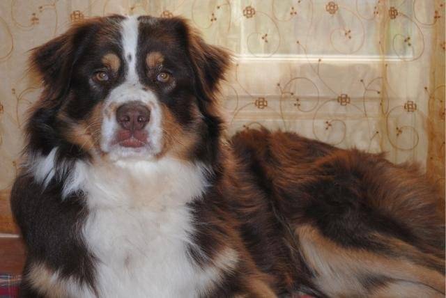 Berger Australien - Dagobert - Berger Australien