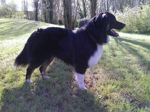 Irish, berger australien - Berger Australien
