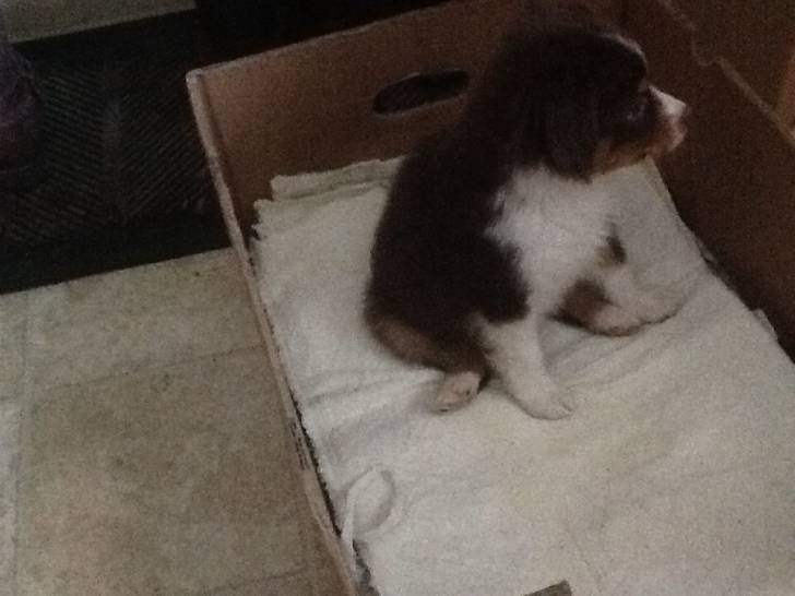 Skye - Berger Australien (2 mois)