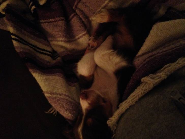 Skye - Berger Australien (2 mois)