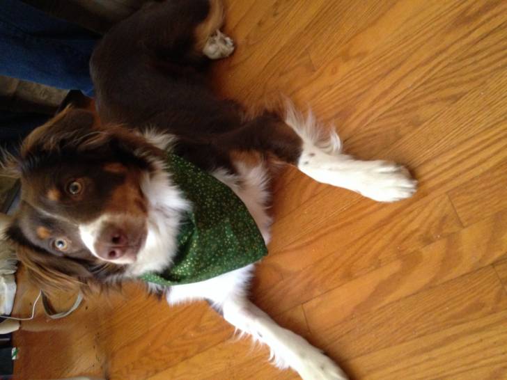 Skye - Berger Australien (11 mois)