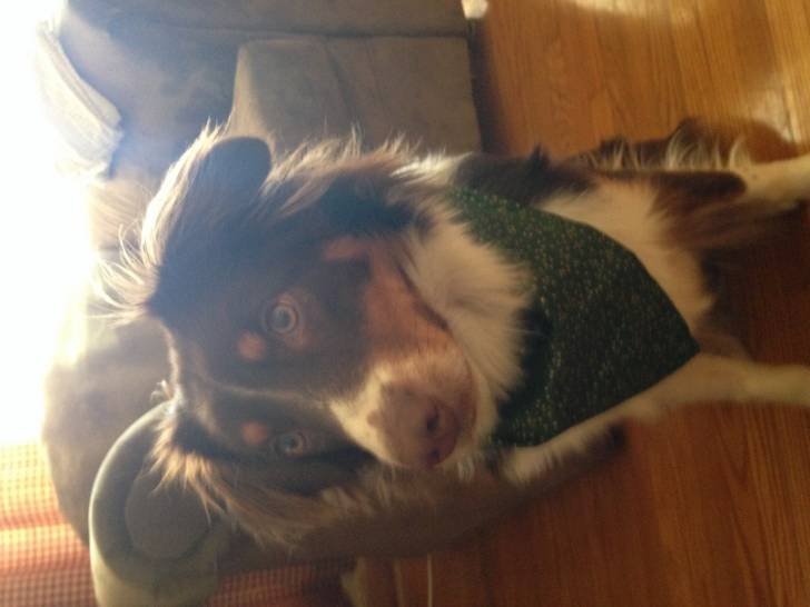 Skye - Berger Australien (11 mois)