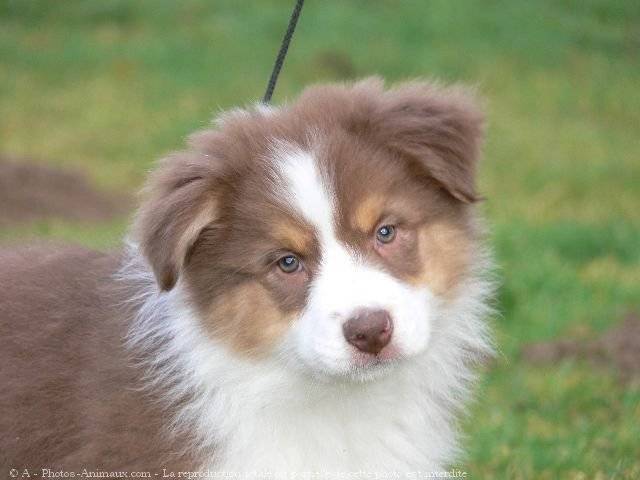 shadow - Berger Australien Mâle (3 mois)