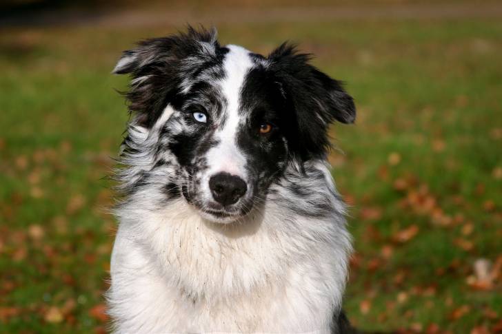 Un Berger Australien bleu merle avec des yeux vairons