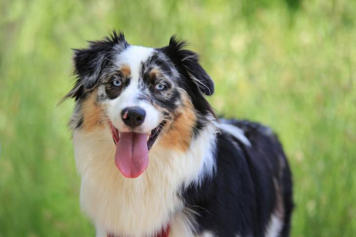 Un Berger Australien merle aux yeux bleus