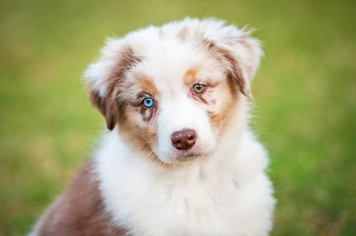 Un chiot Berger Australien aux yeux vairons
