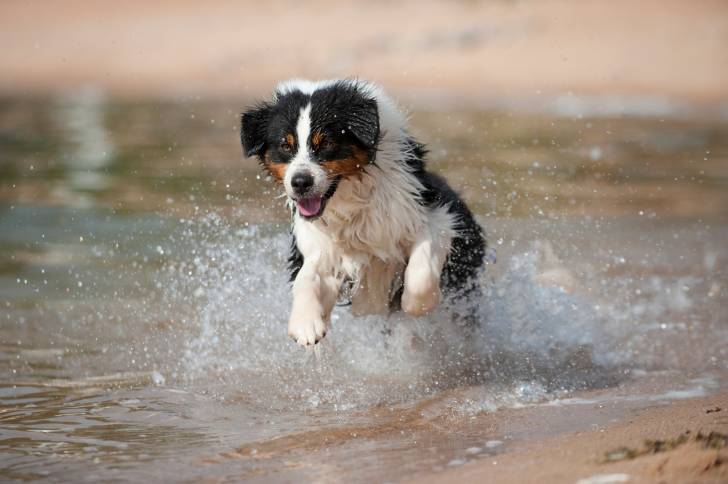 Un Berger Australien joue et saute dans l'eau
