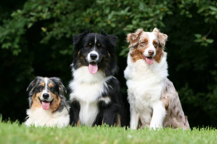 Trois Bergers Australiens assis côte à côte