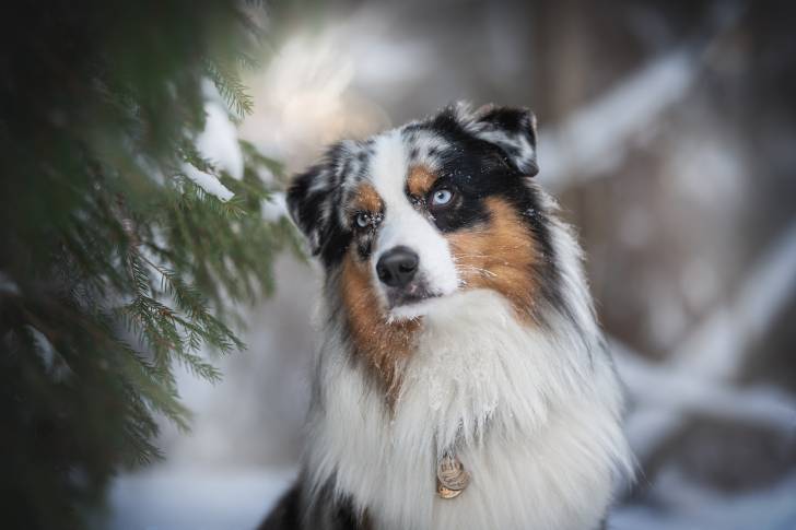 Un Berger Australien assis dans la neige