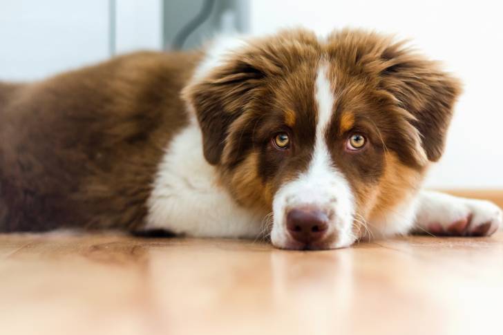 Un jeune Berger Australien allongé sur un parquet dans un appartement