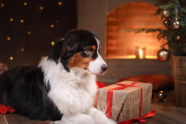 Un Berger Australien allongé en face d'un cadeau de noël 