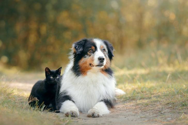 Un Berger Australien allongé sur un sentier près d'un chat noir