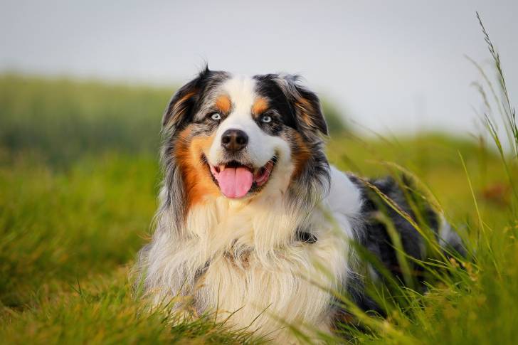 Un Berger Australien bleu merle allongé dans l'herbe avec un air heureux