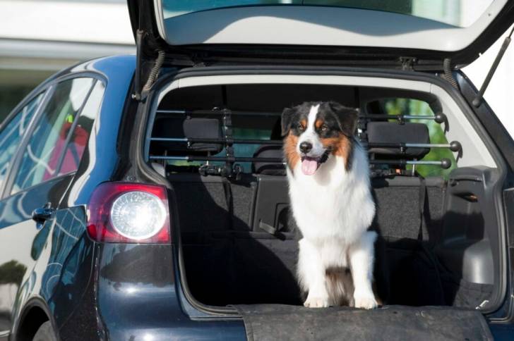 Un Berger Australien assis dans la malle arrière d'une voiture et tirant la langue