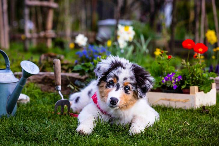 Un chiot Berger Australien allongé dans un jardin