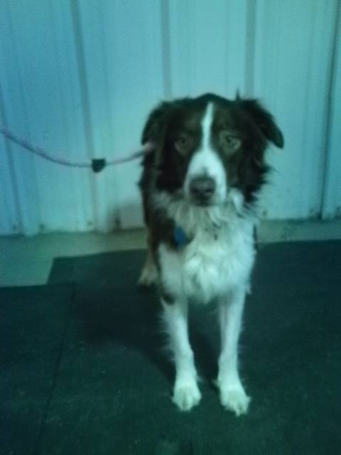 Ginger - Berger Australien (5 ans)