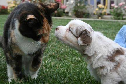 Kitty & Ace - Berger Australien Mâle (8 mois)